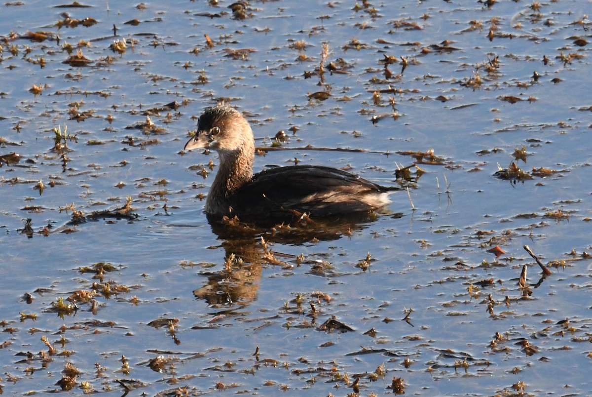 Grèbe à bec bigarré - ML624146112