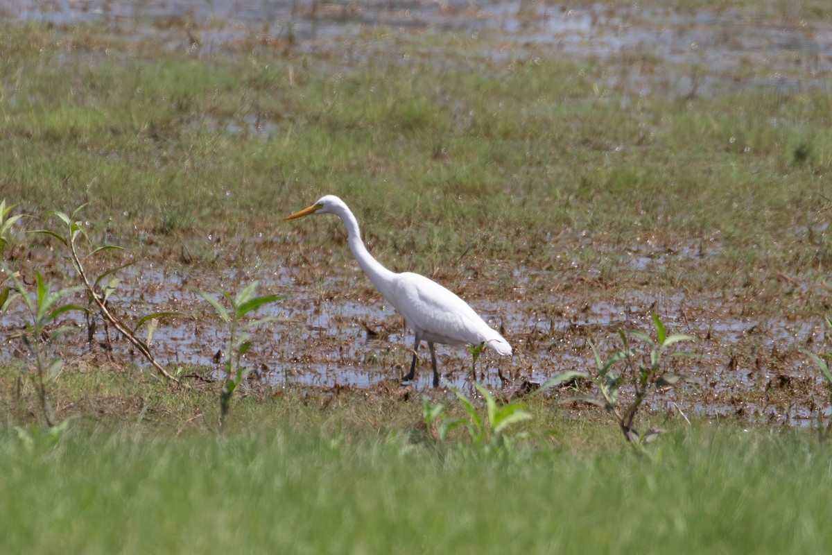 Plumed Egret - ML624146141