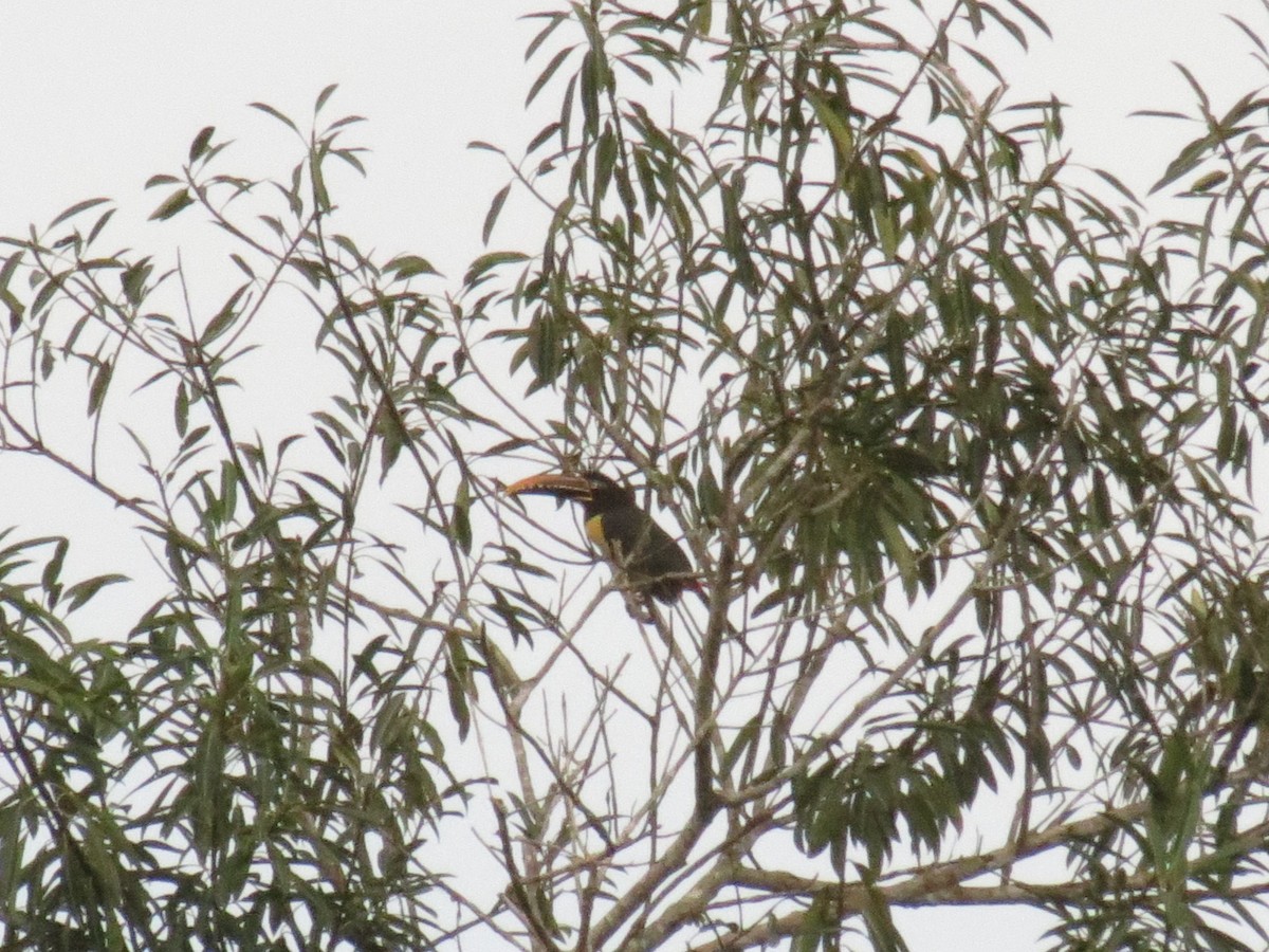 Chestnut-eared Aracari - ML624146195