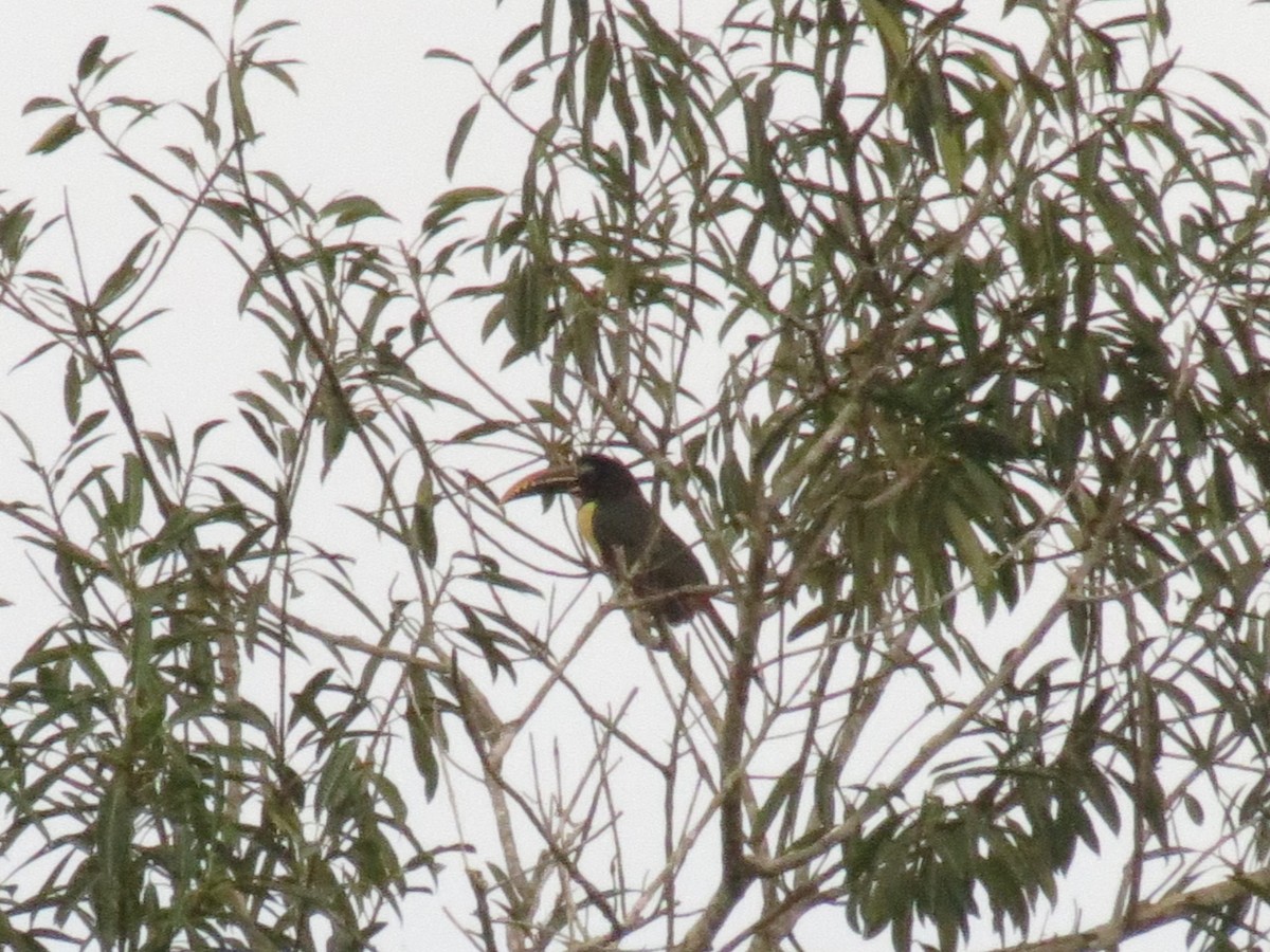 Chestnut-eared Aracari - ML624146201