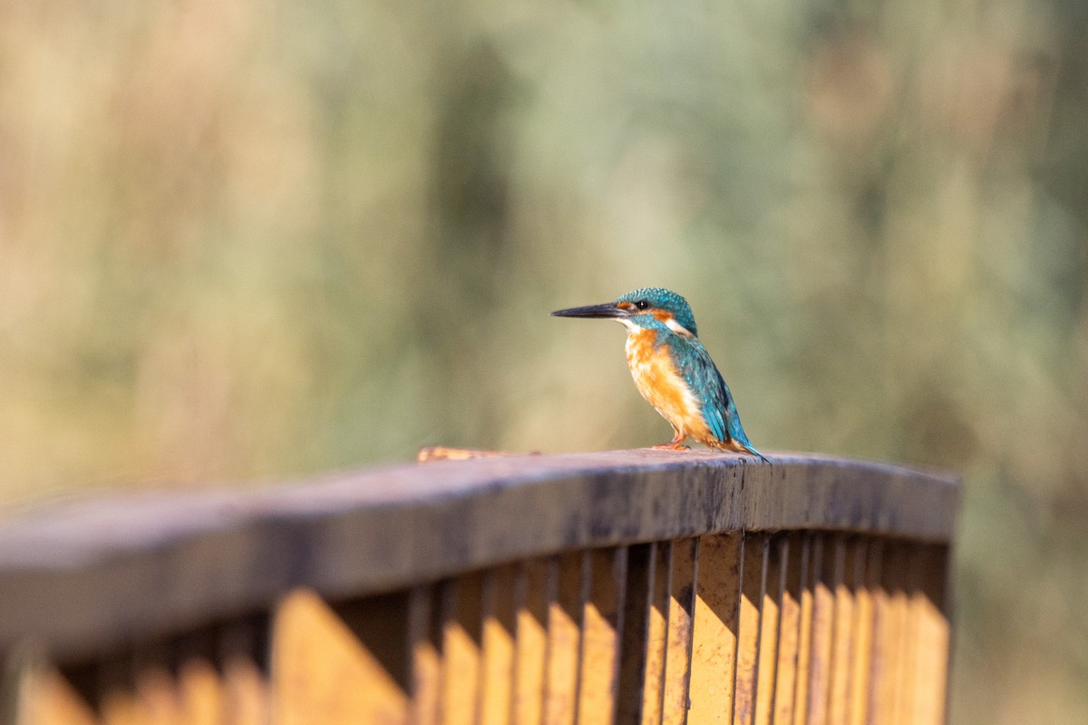 Common Kingfisher - ML624146207