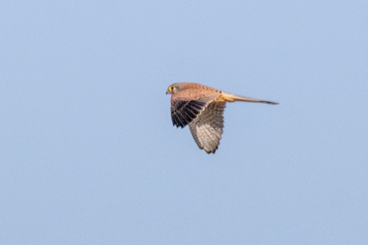 Eurasian Kestrel - ML624146222