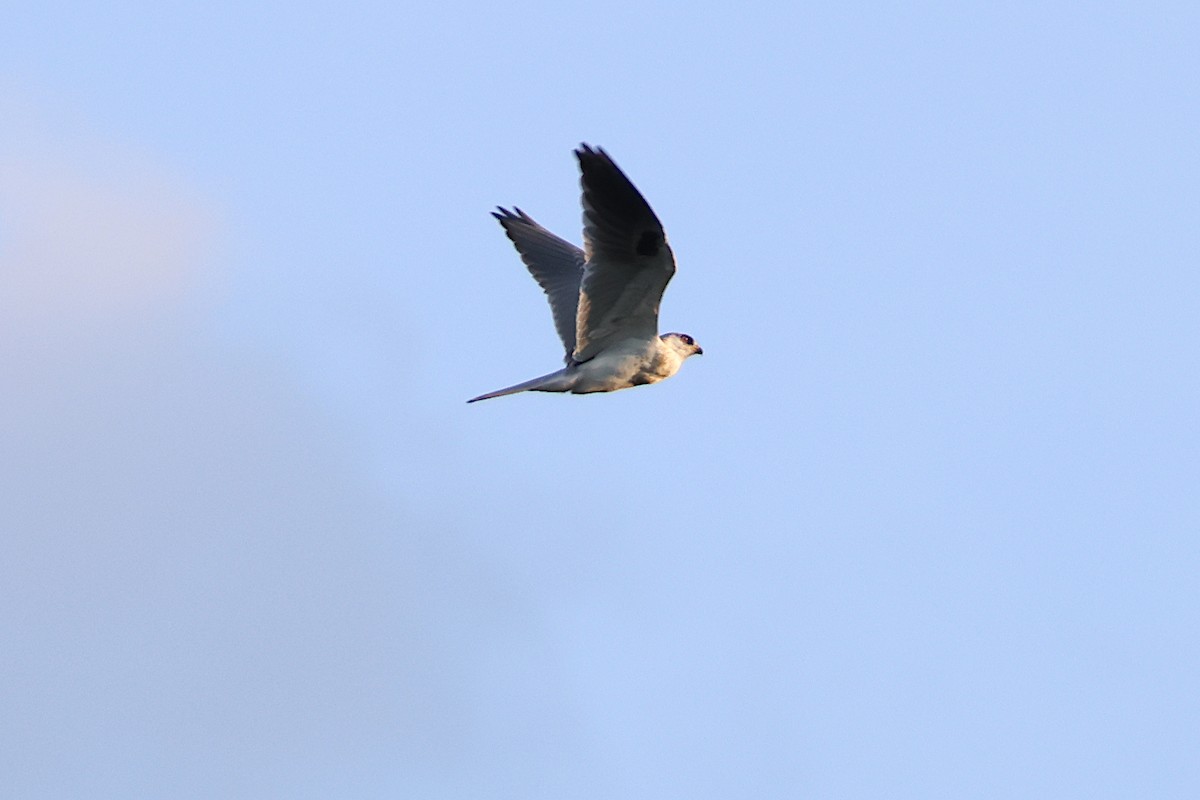 White-tailed Kite - ML624146224