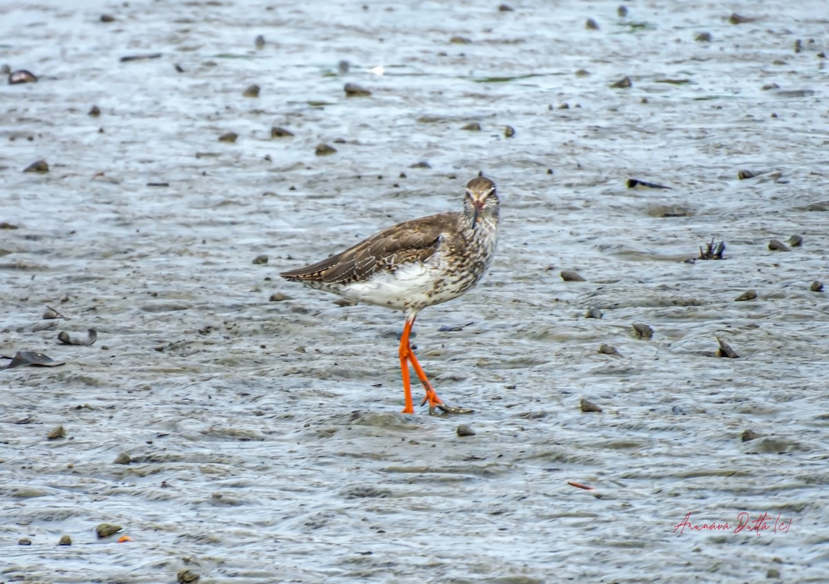 Common Redshank - ML624146228