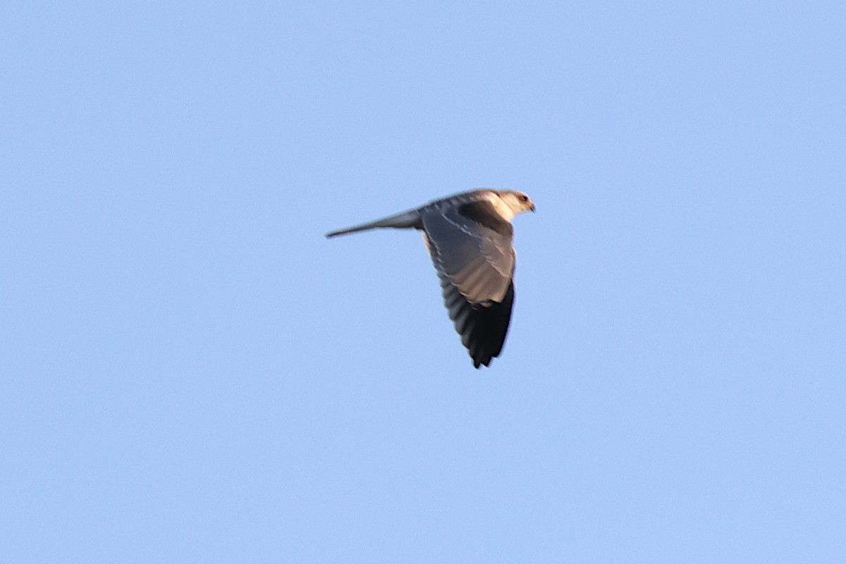 White-tailed Kite - ML624146234