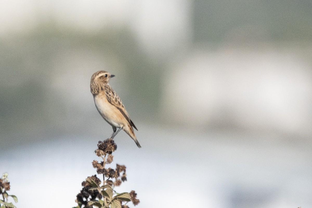 Whinchat - ML624146235