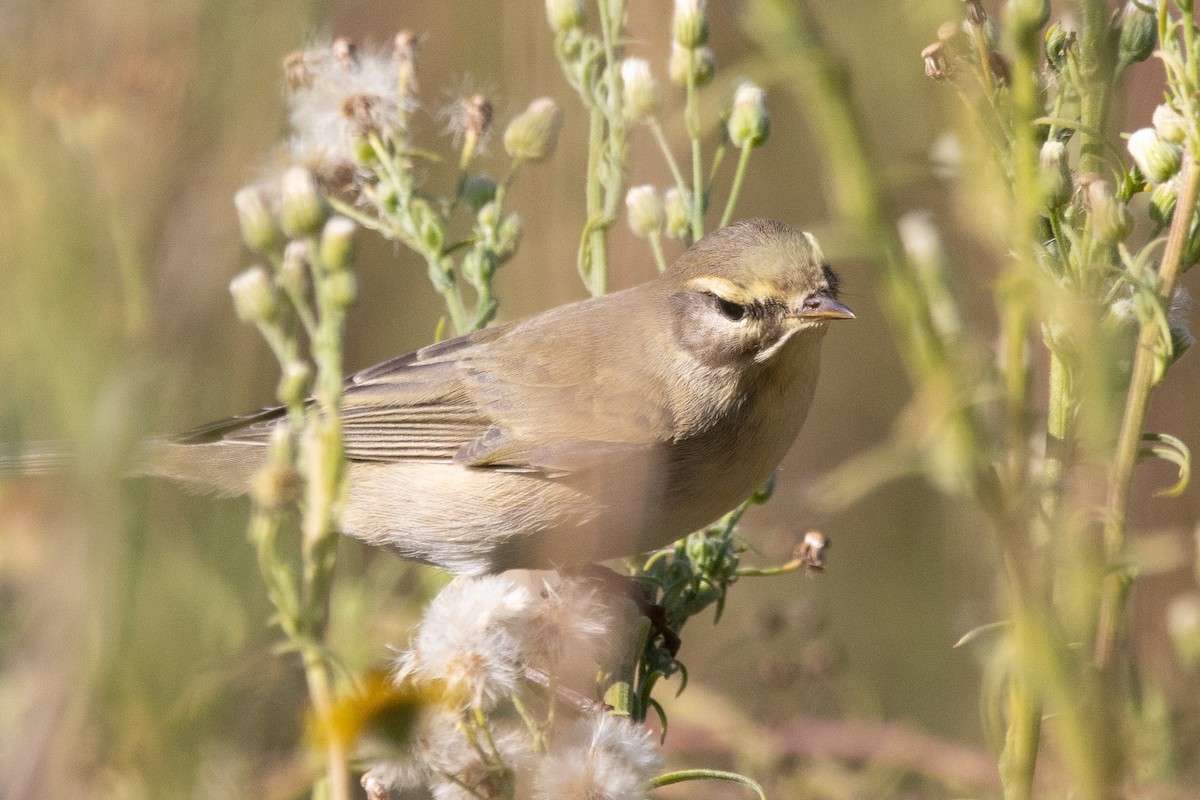 Willow Warbler - ML624146241