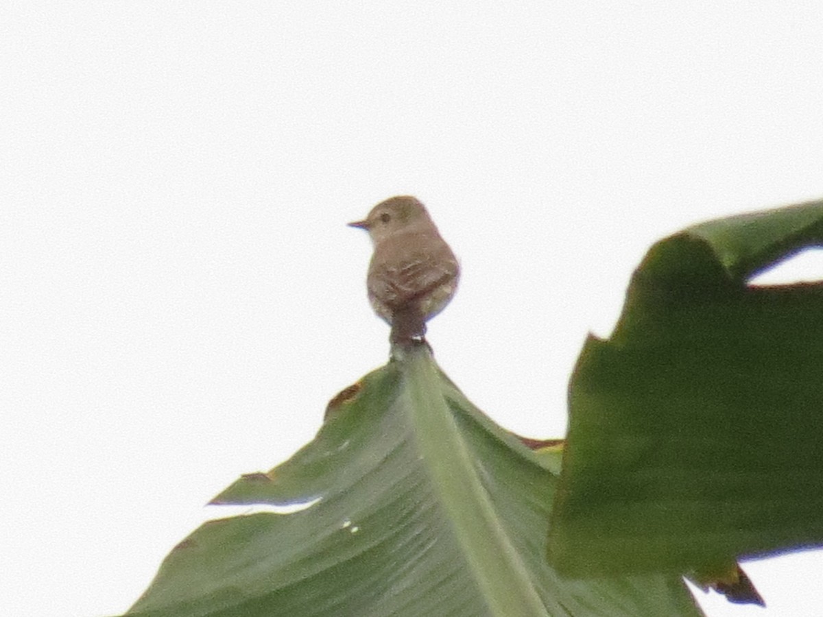 Vermilion Flycatcher - ML624146255