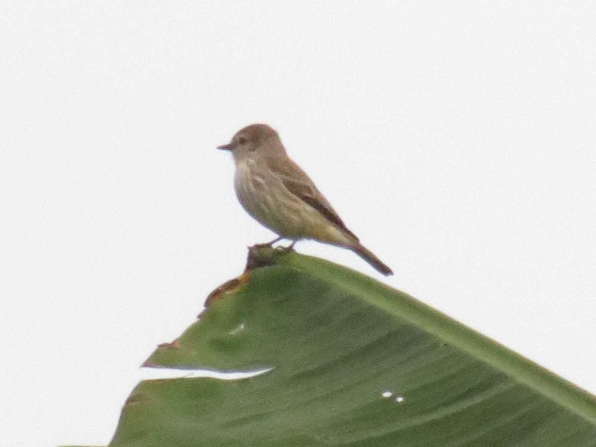 Vermilion Flycatcher - ML624146256