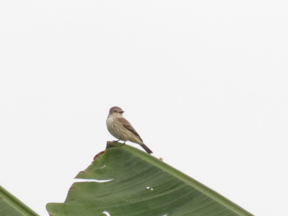 Vermilion Flycatcher - ML624146260