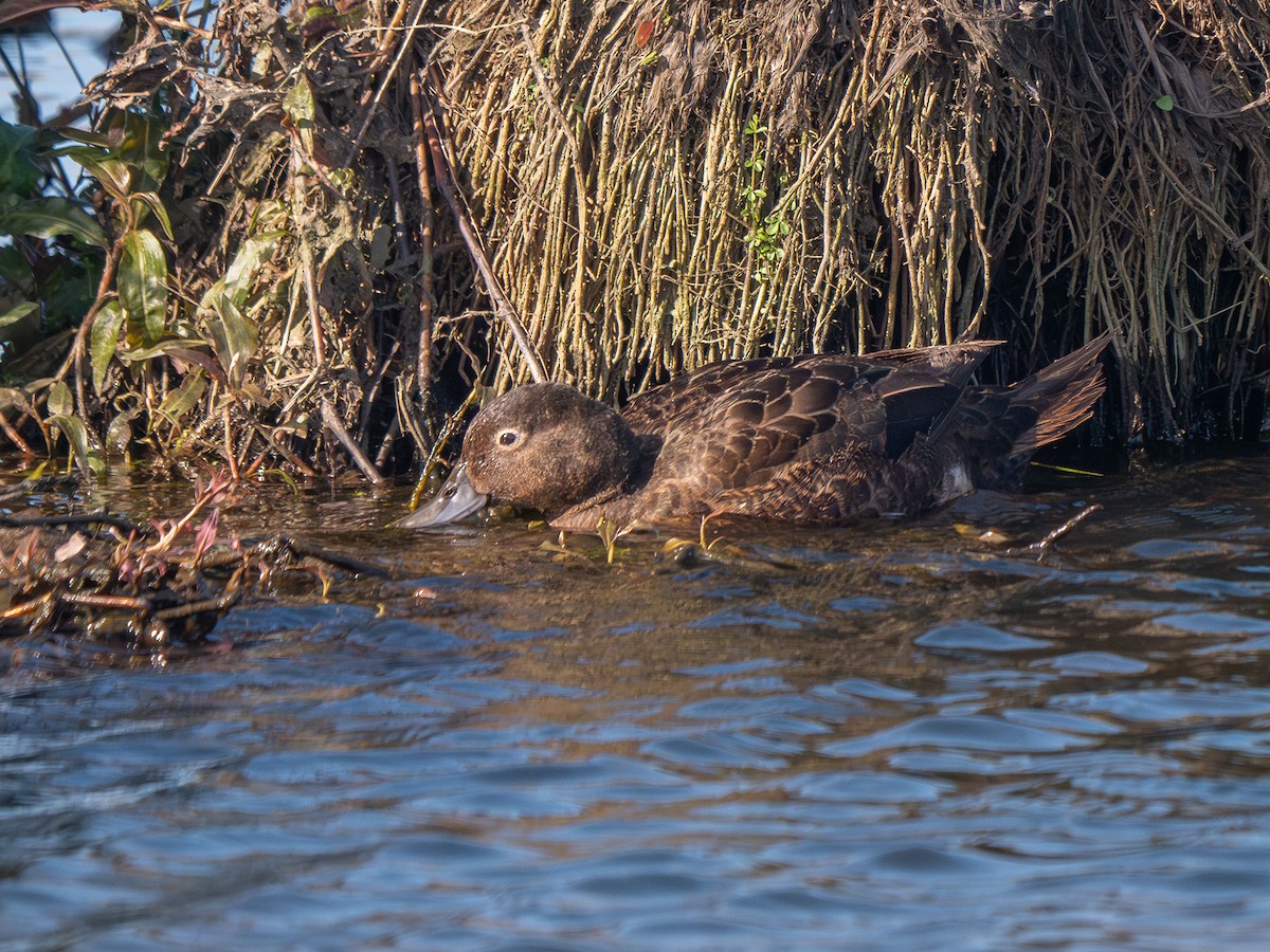 Brown Teal - ML624146266