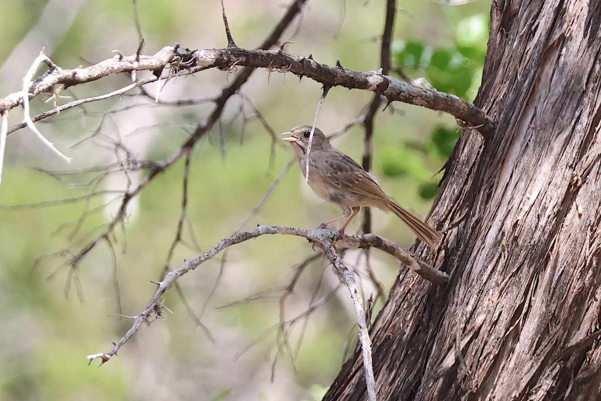 Rufous-crowned Sparrow - Jeremy Lindsell