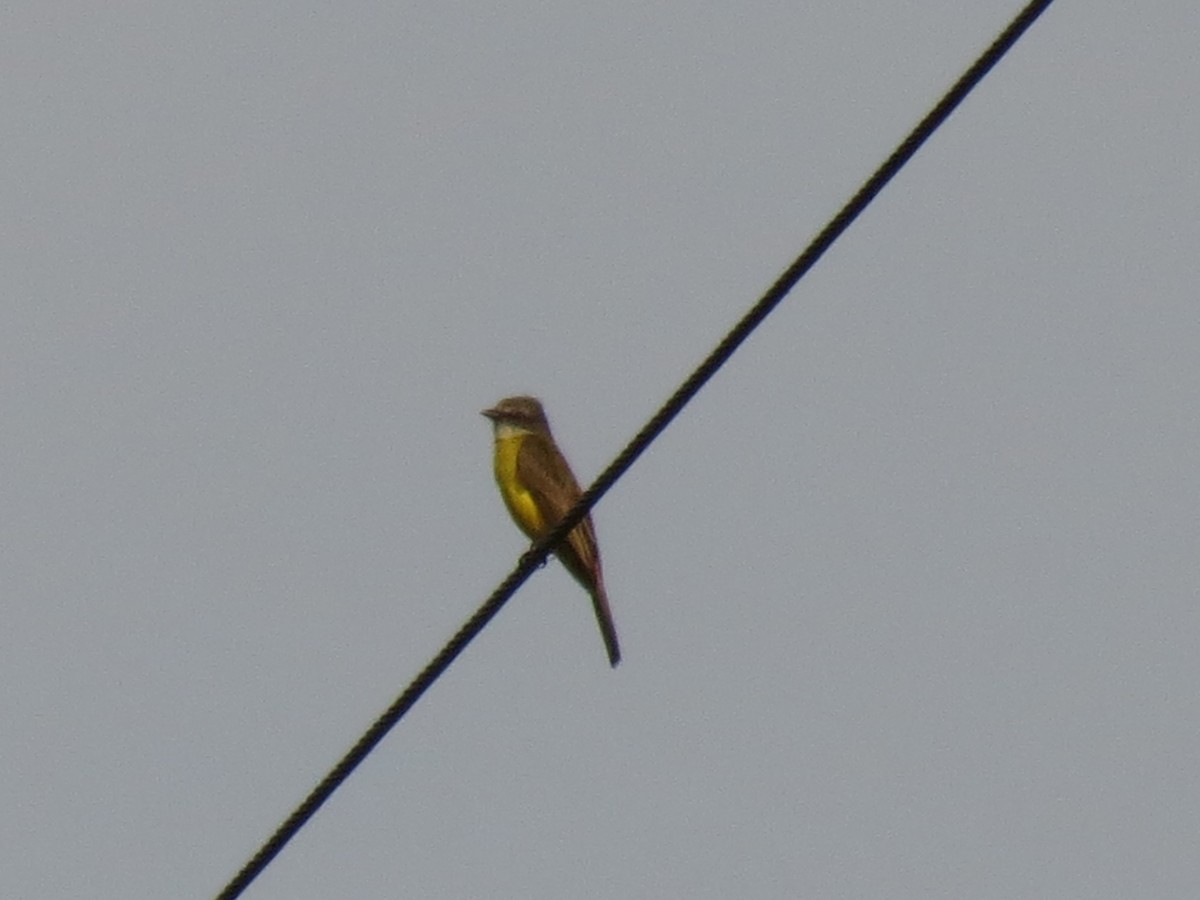 Gray-capped Flycatcher - ML624146303