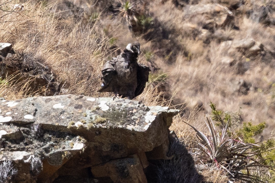 Andean Condor - ML624146306