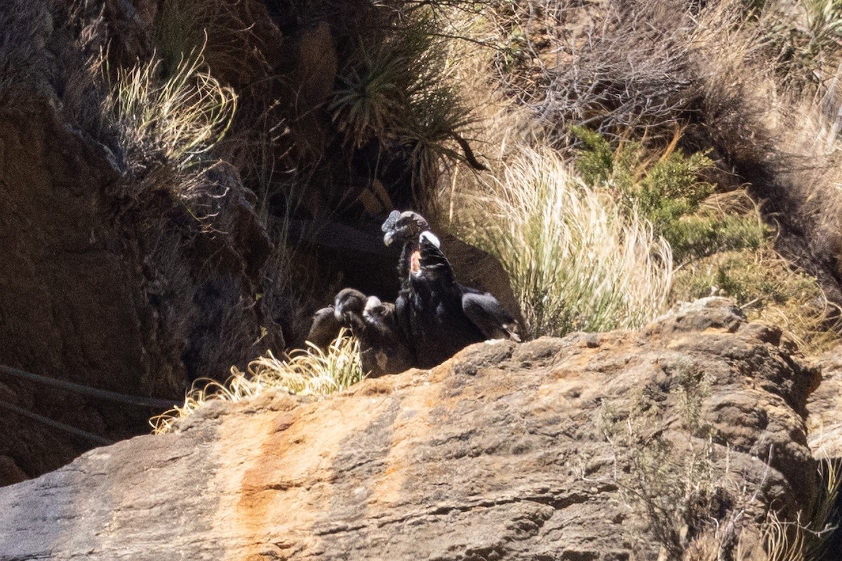 Andean Condor - ML624146307