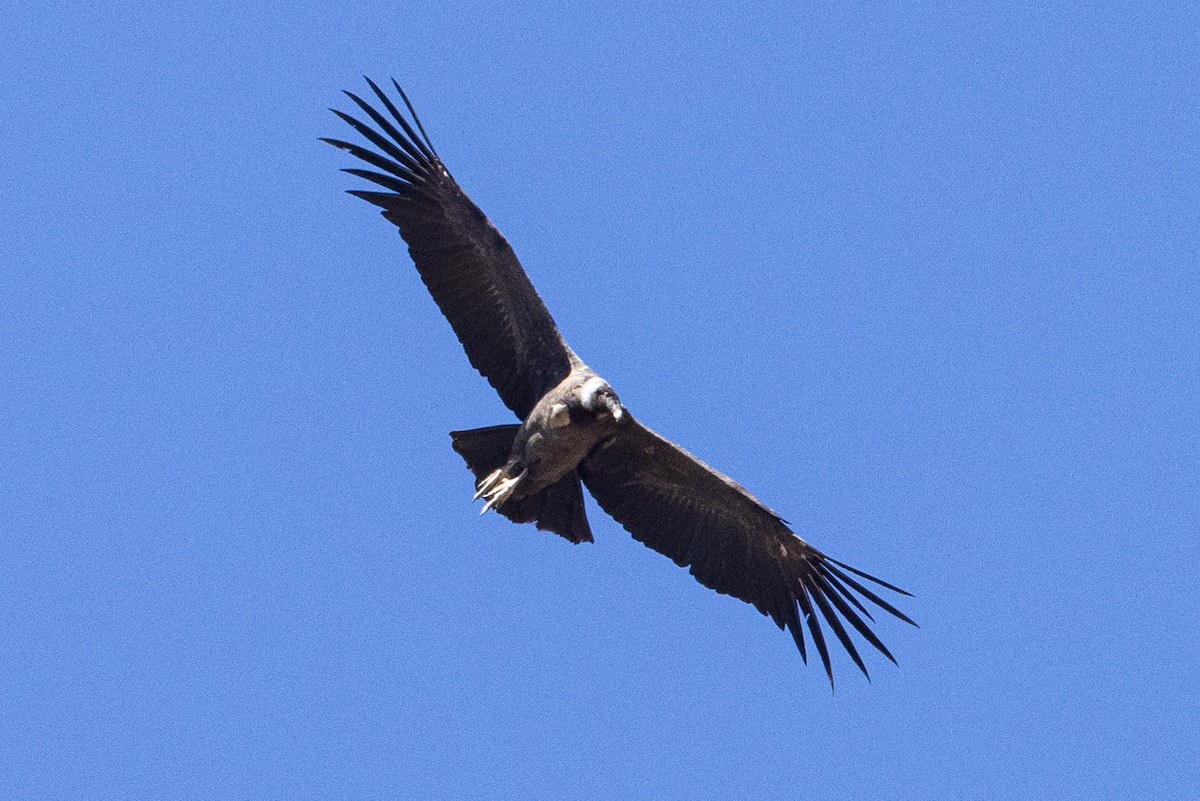 Andean Condor - ML624146308