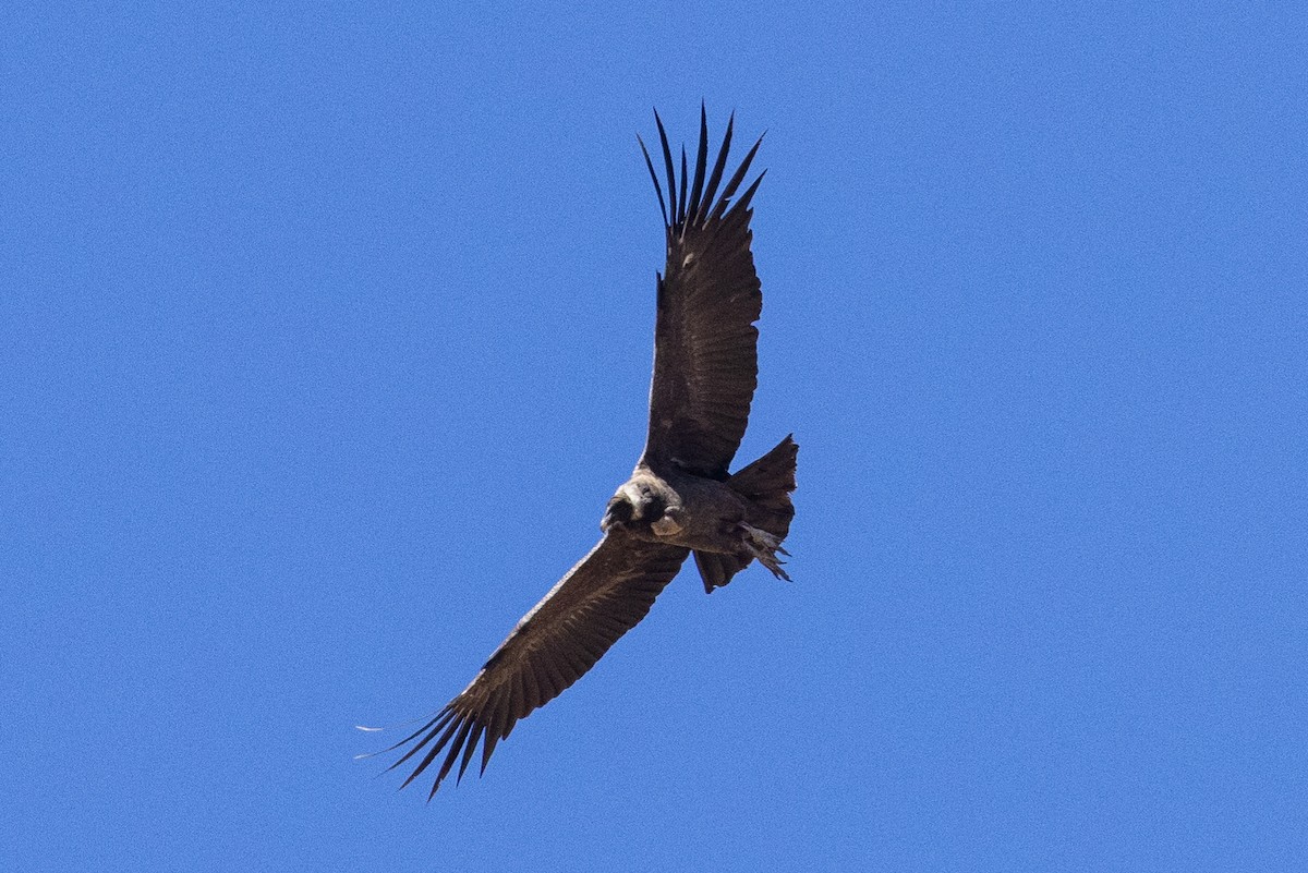 Andean Condor - ML624146309