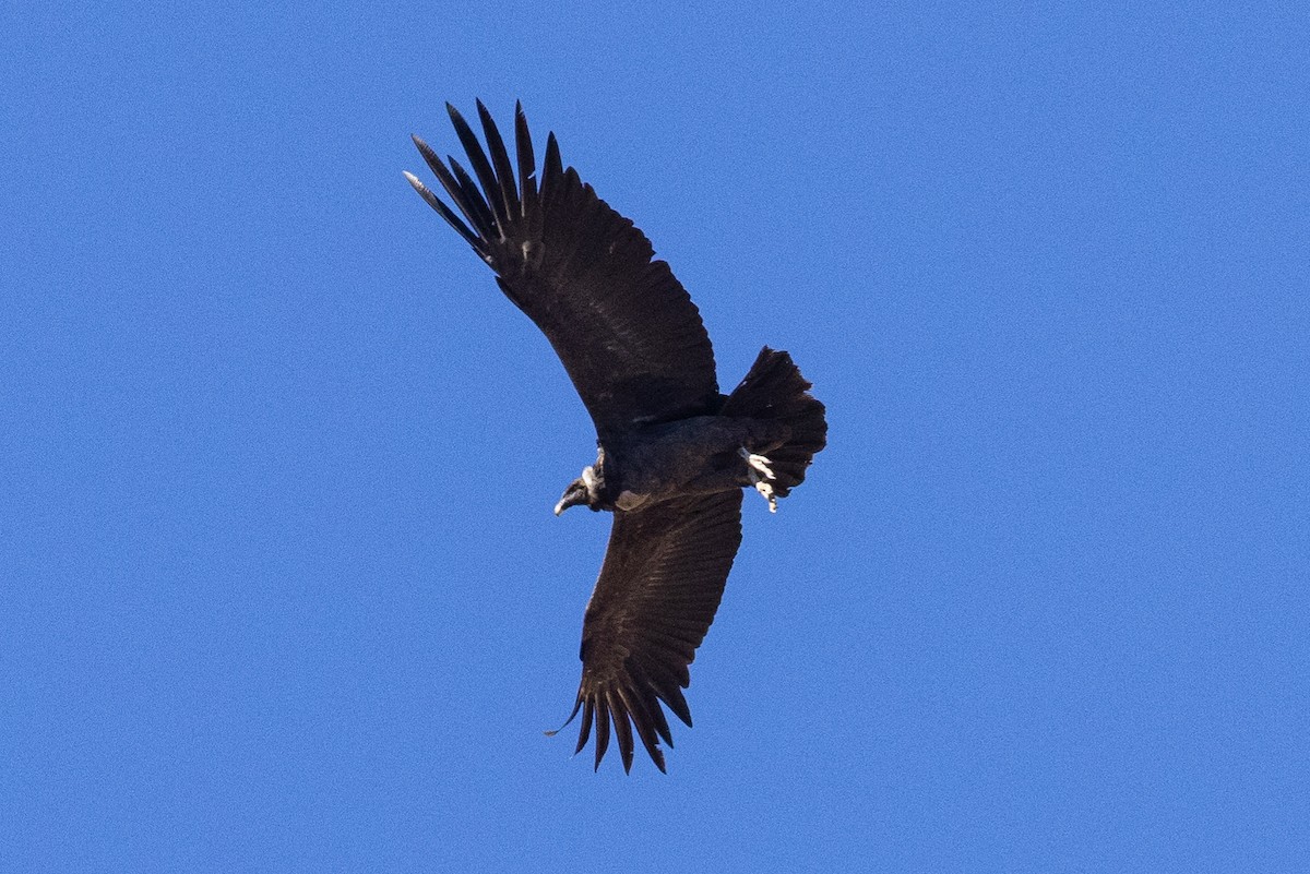 Andean Condor - ML624146310