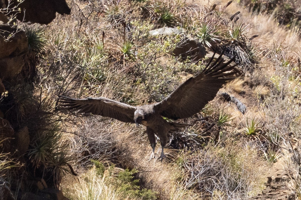 Andean Condor - ML624146311