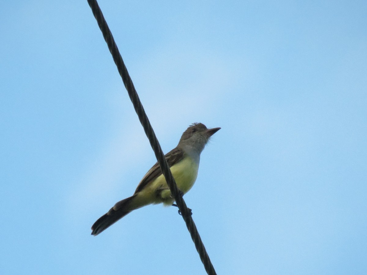 Short-crested Flycatcher - ML624146319