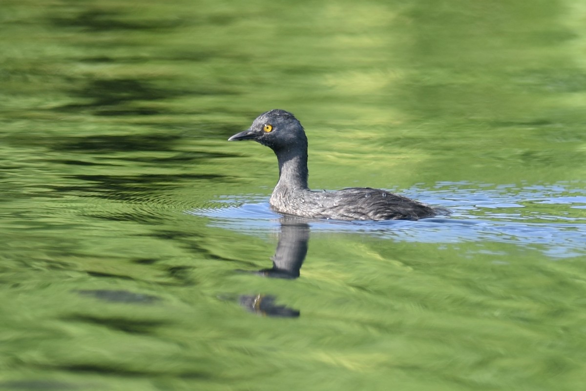 Least Grebe - ML624146320