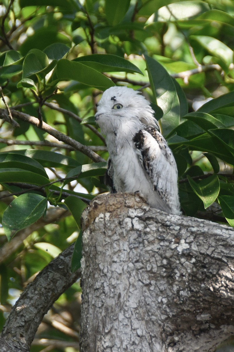 Northern Potoo - ML624146322