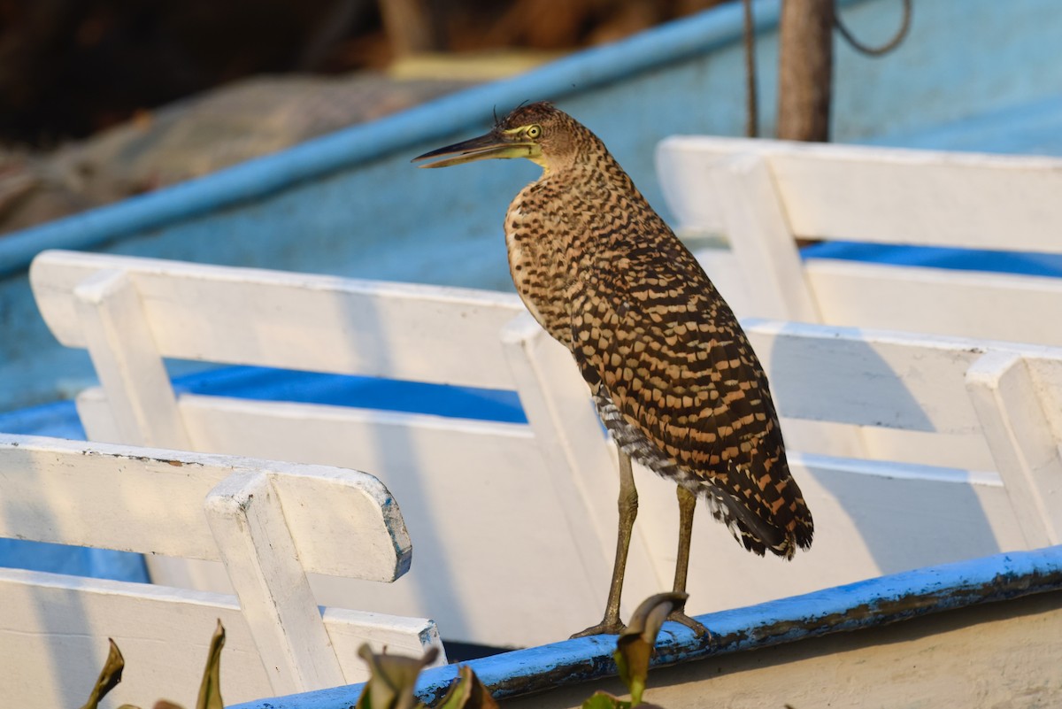 Bare-throated Tiger-Heron - ML624146336