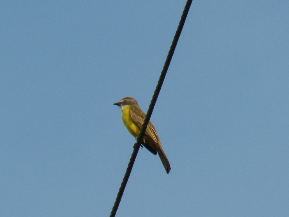 Gray-capped Flycatcher - ML624146338