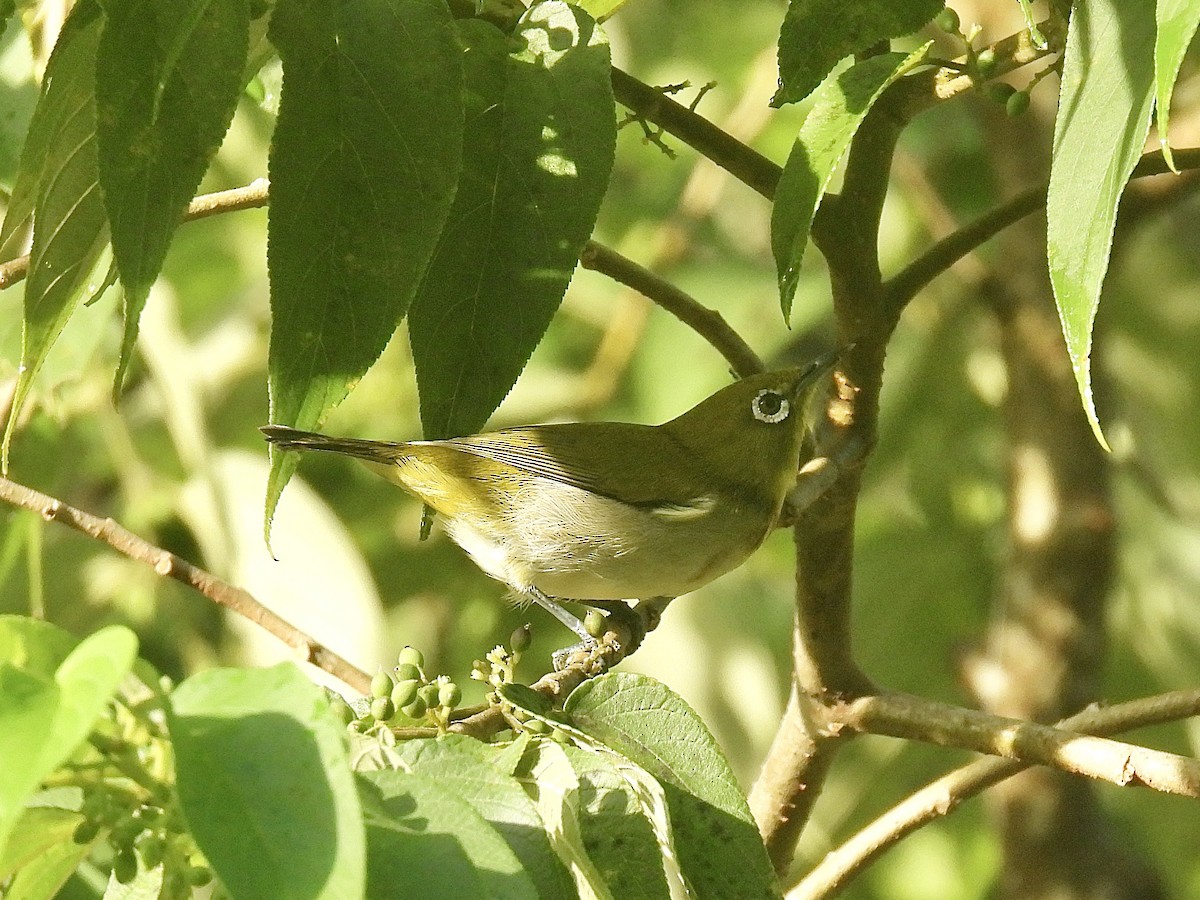 Warbling White-eye - ML624146342