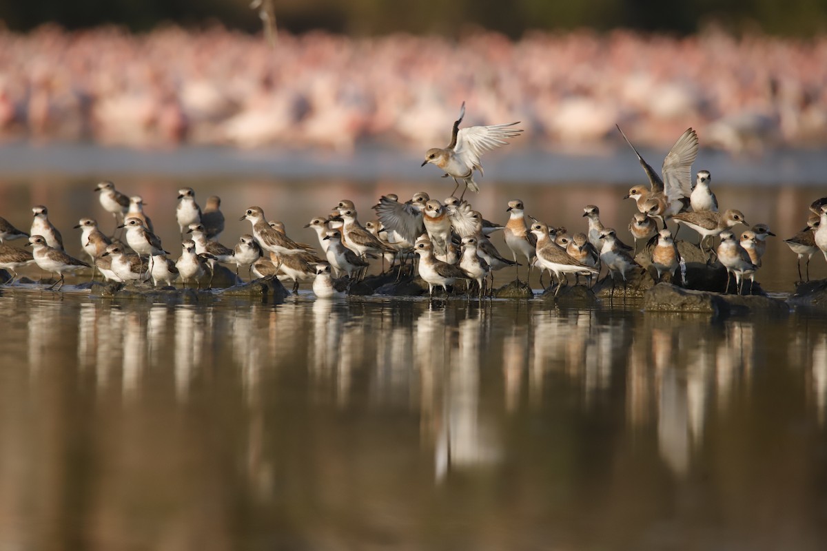 plover sp. - ML624146349