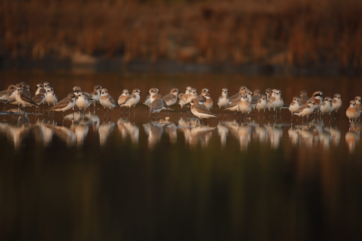 plover sp. - ML624146352