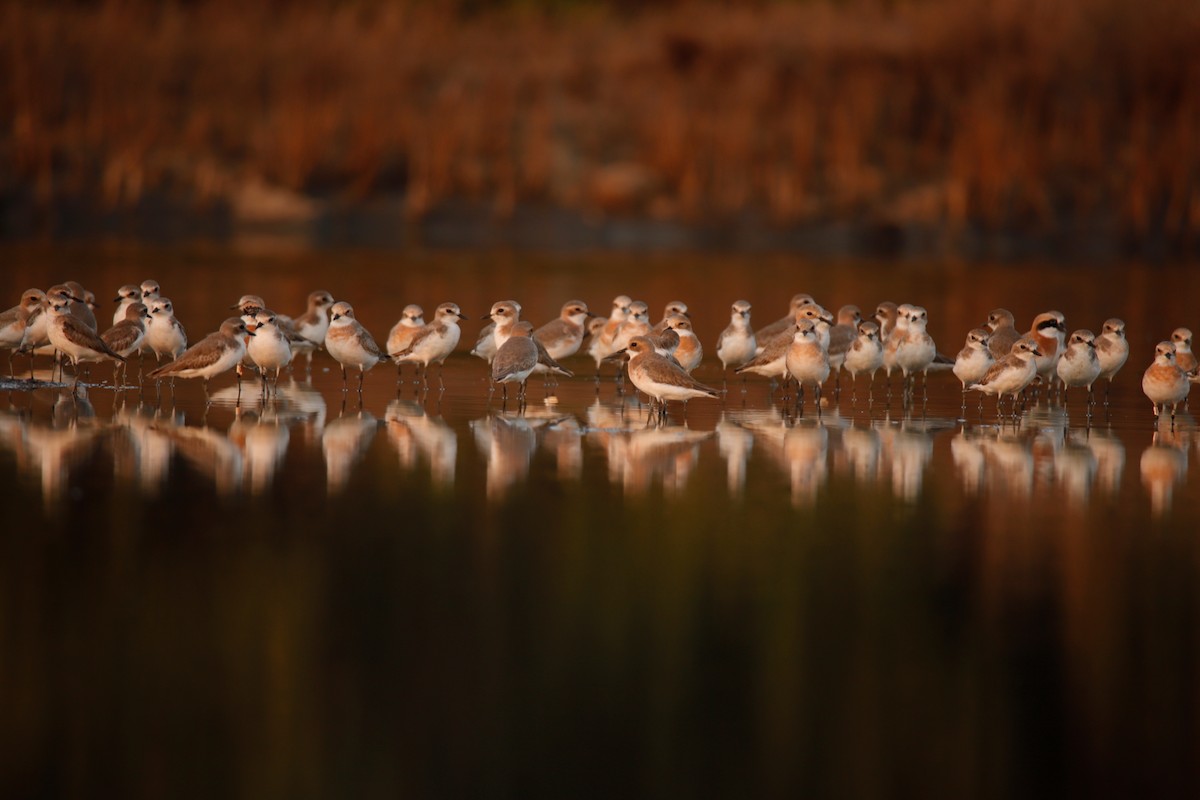 plover sp. - Amarjeetsingh Bishnoi