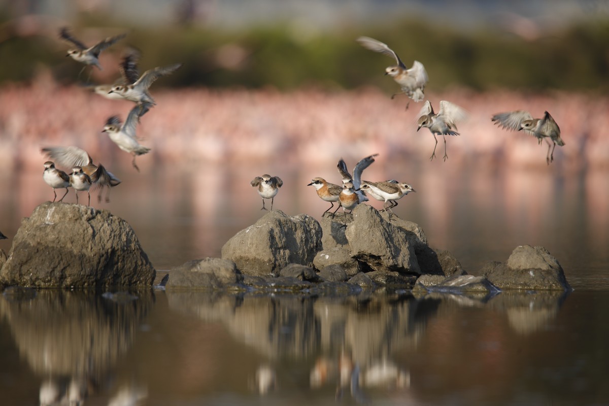 plover sp. - ML624146355