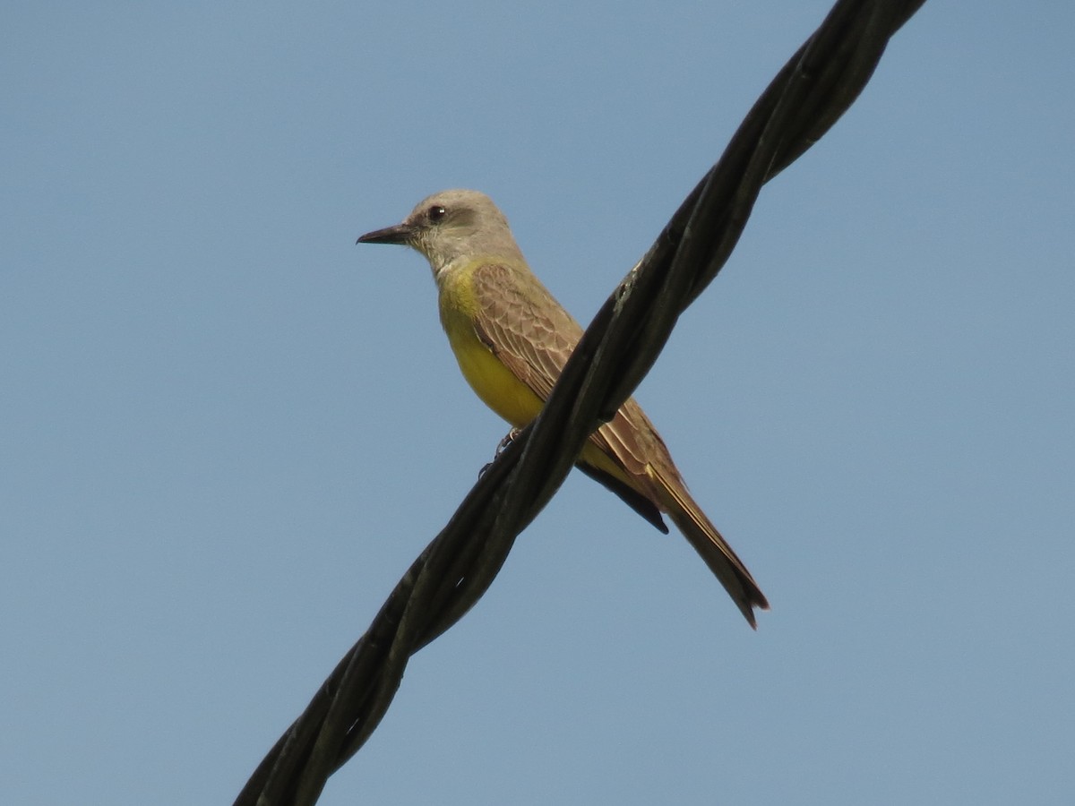 Tropical Kingbird - ML624146368