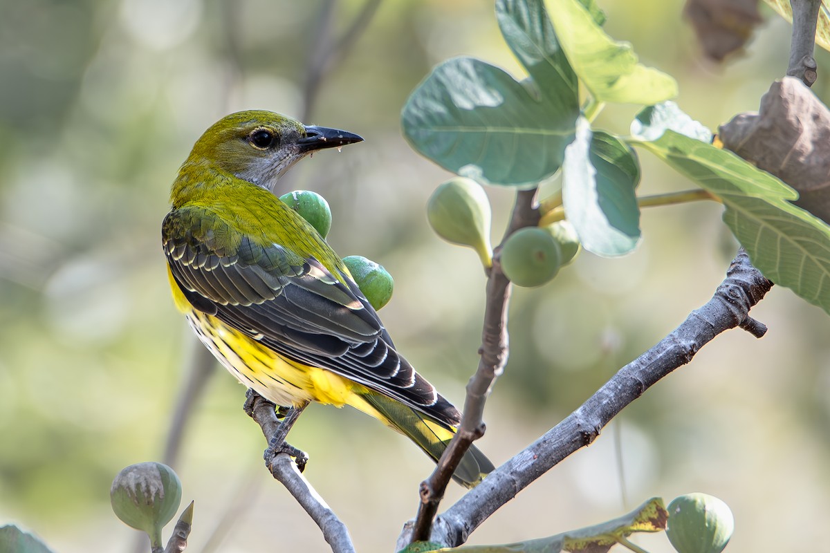 Eurasian Golden Oriole - ML624146377