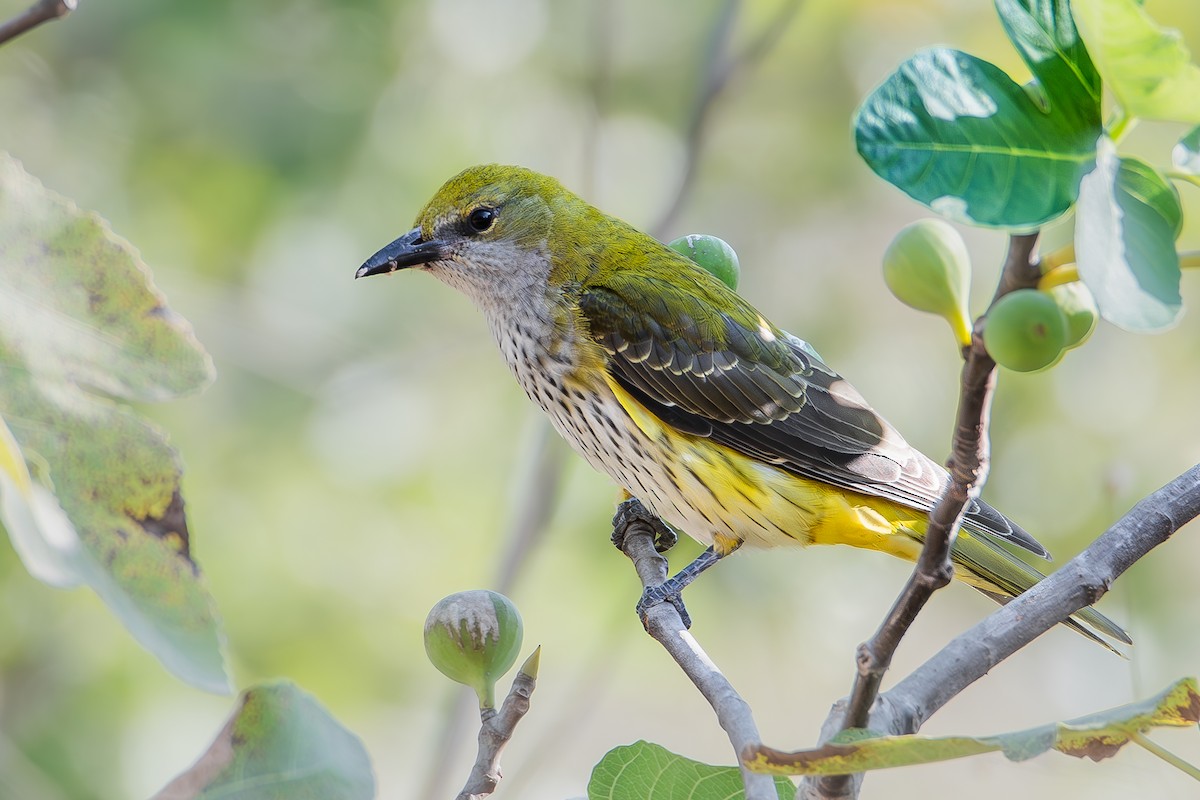 Eurasian Golden Oriole - ML624146379