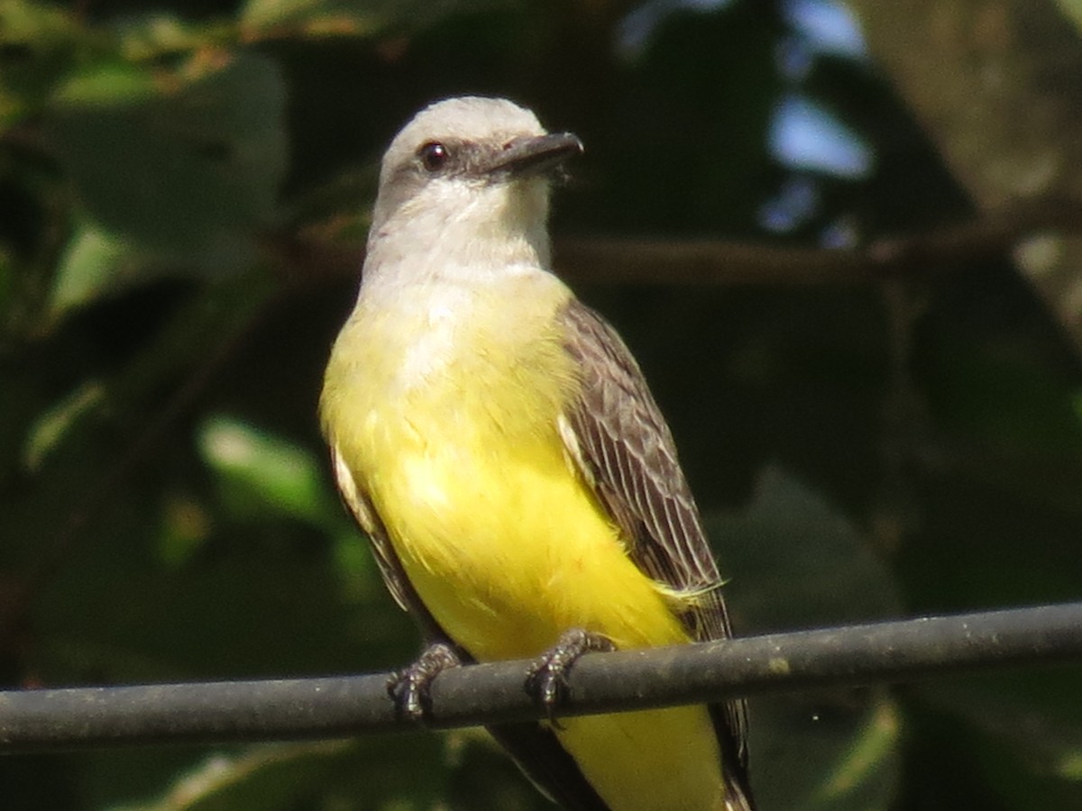 Tropical Kingbird - ML624146382