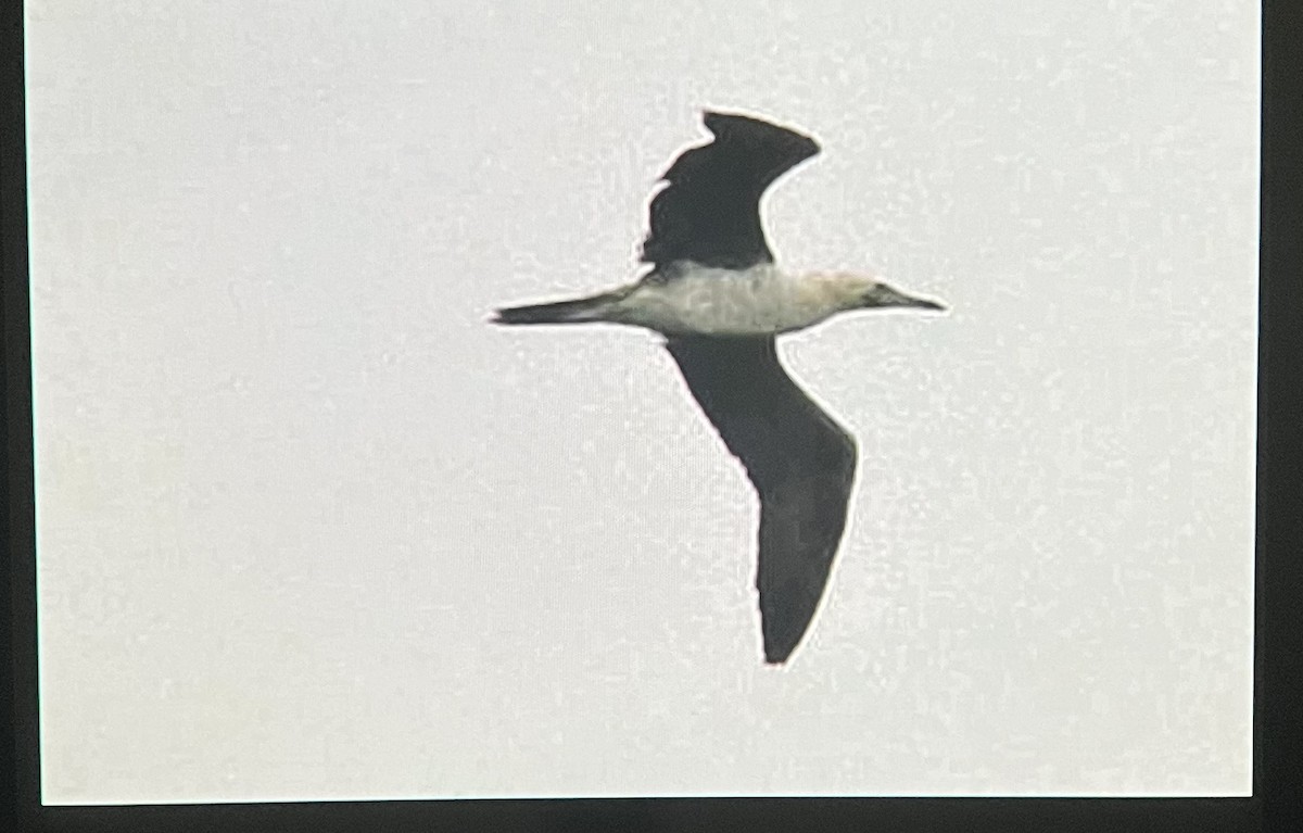 Red-footed Booby - ML624146388