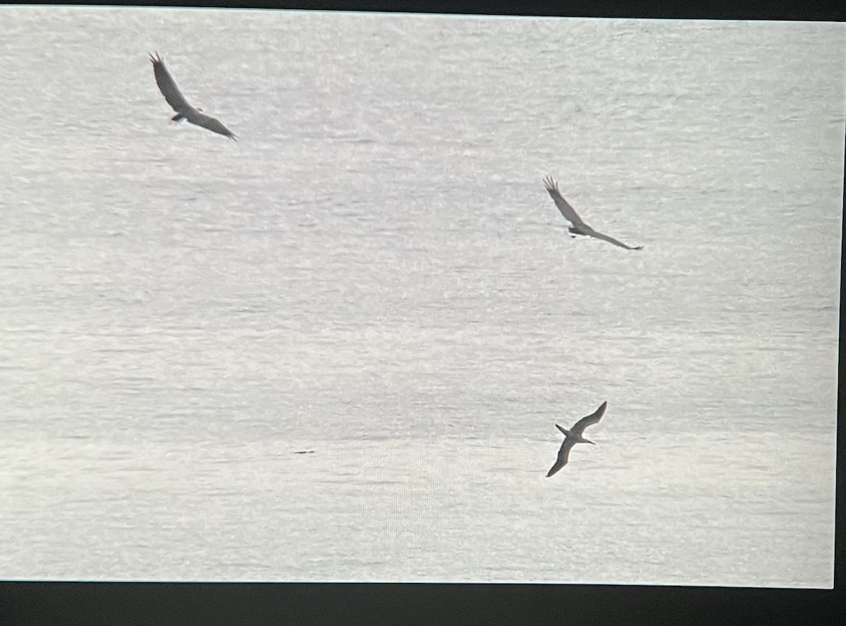 Red-footed Booby - ML624146389