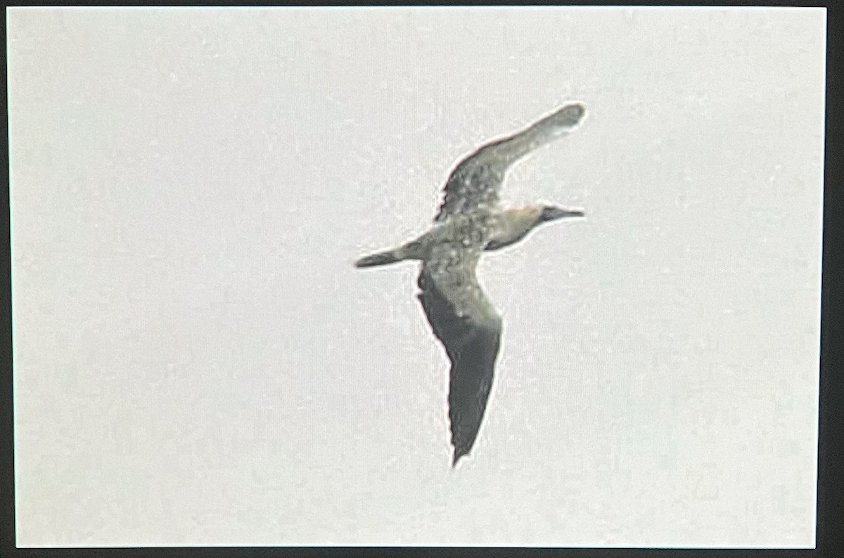 Red-footed Booby - ML624146390