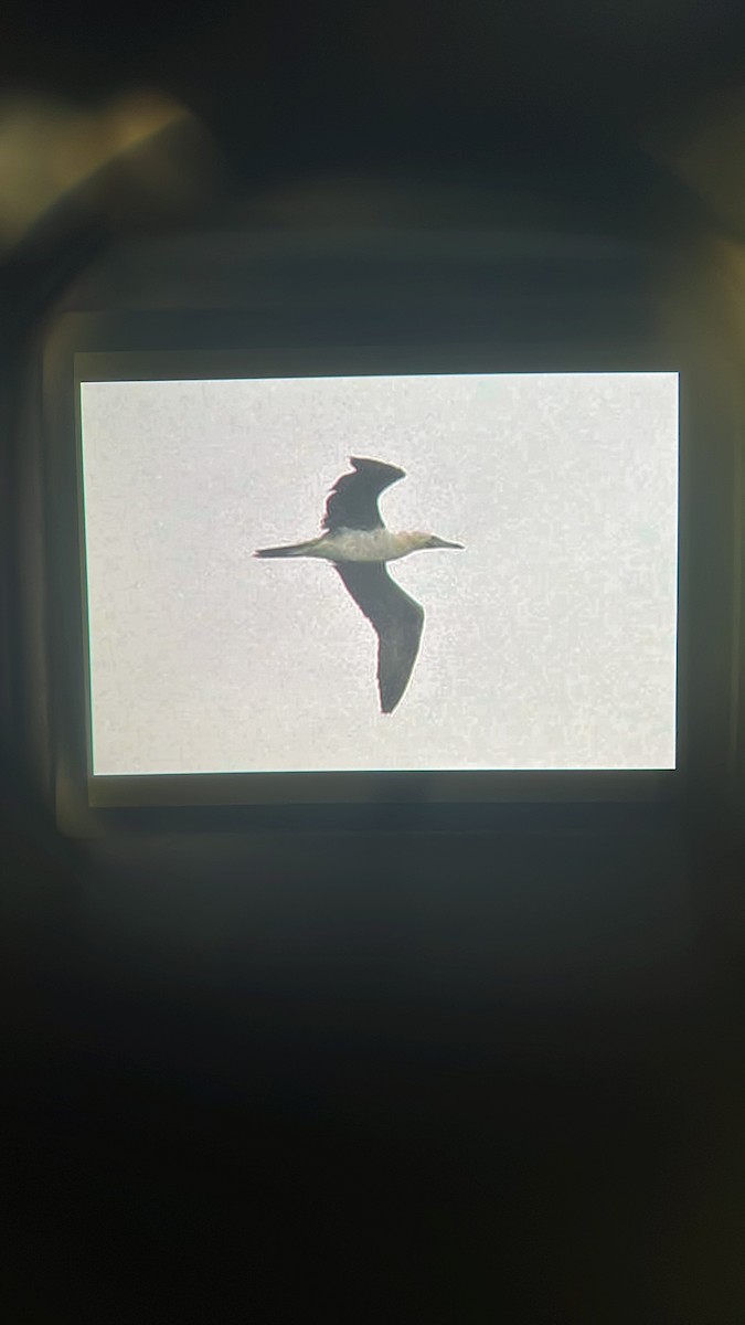 Red-footed Booby - ML624146392