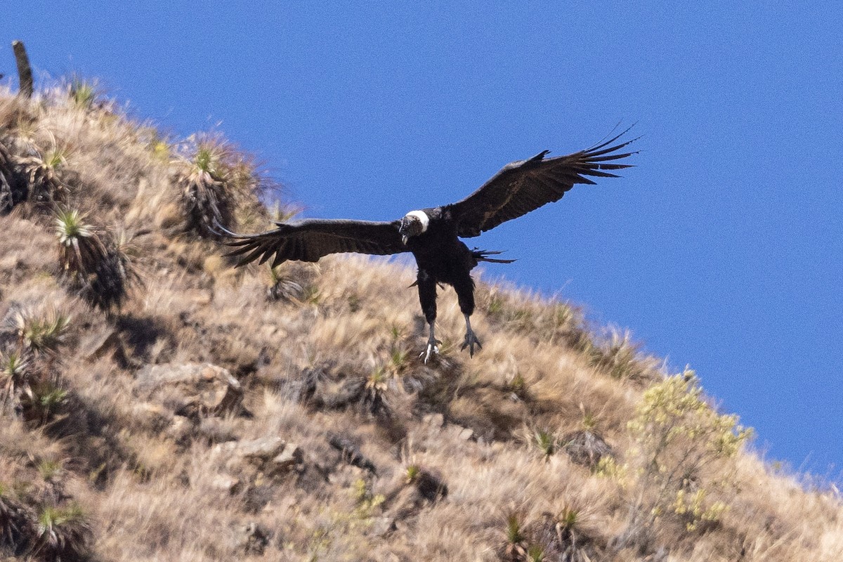 Andean Condor - ML624146409