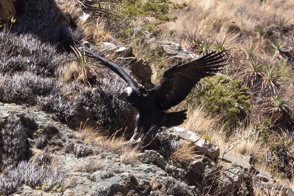 Andean Condor - ML624146411