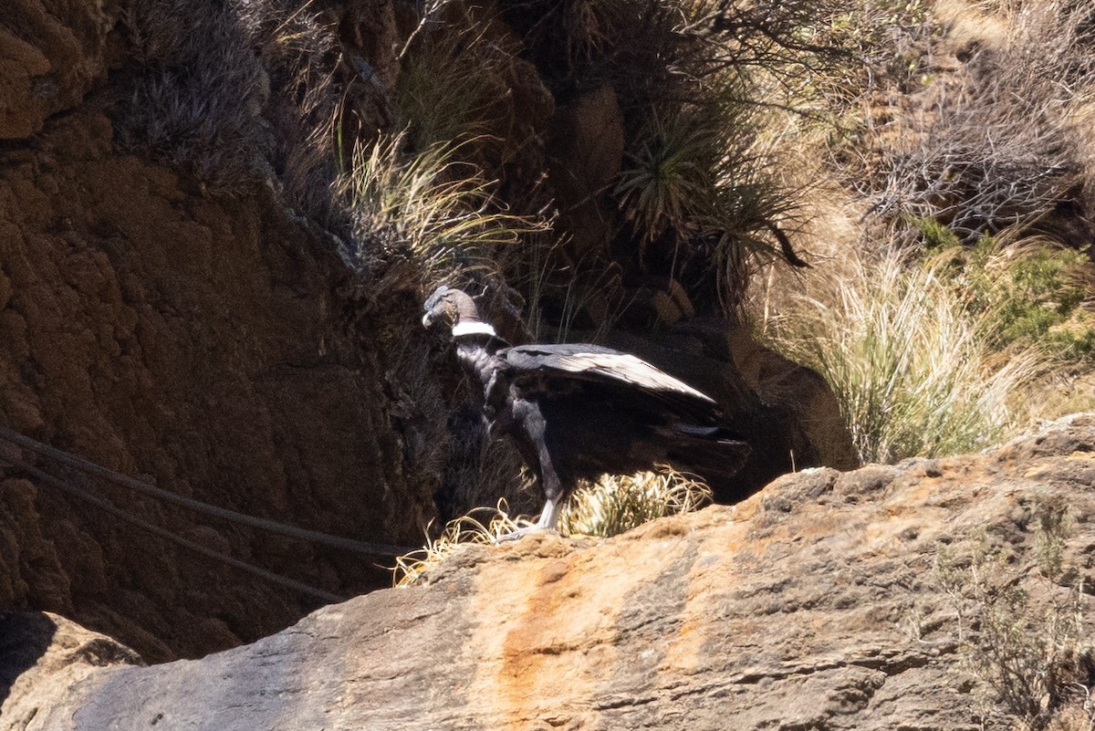 Andean Condor - ML624146412