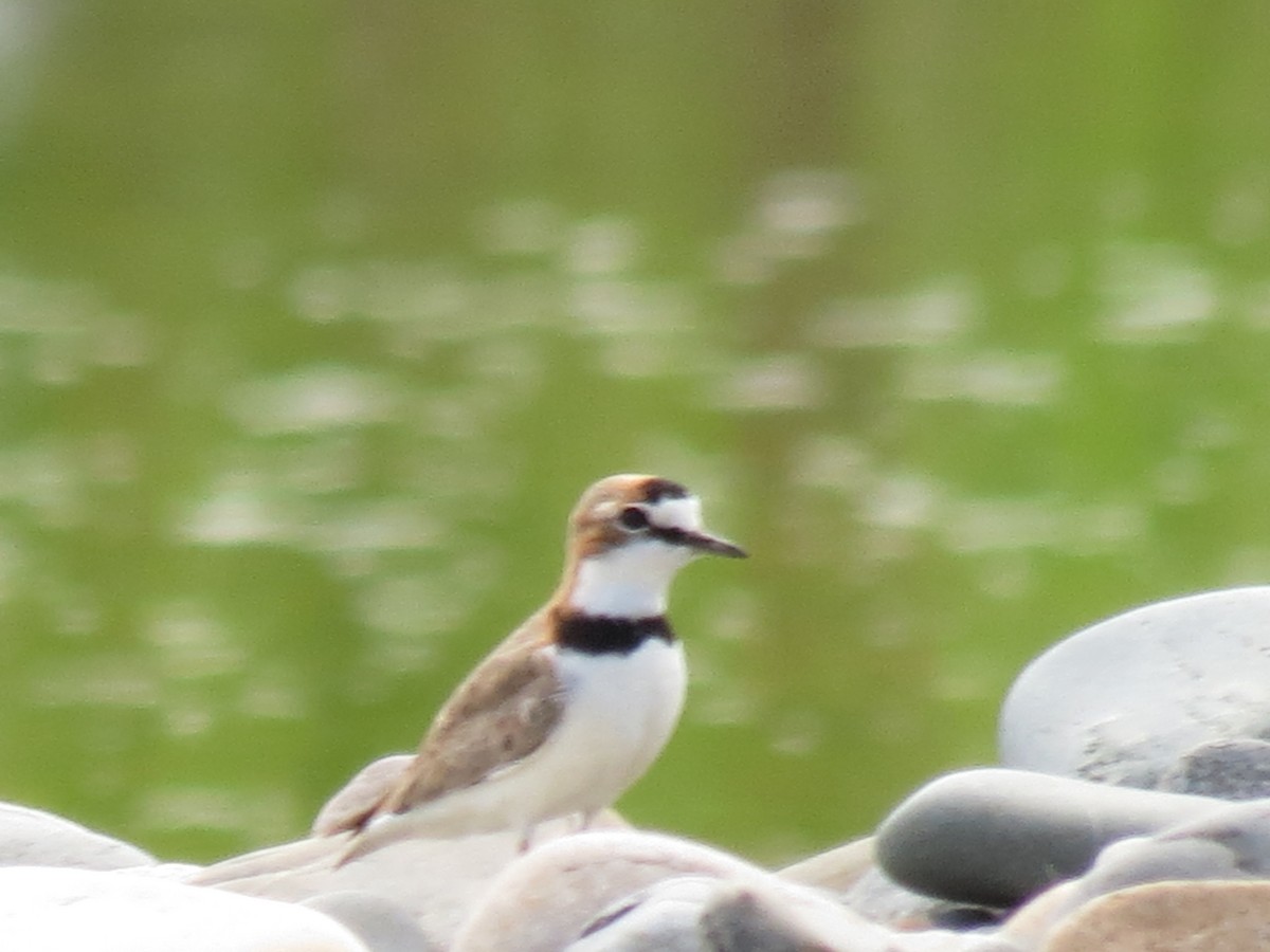 Collared Plover - ML624146434