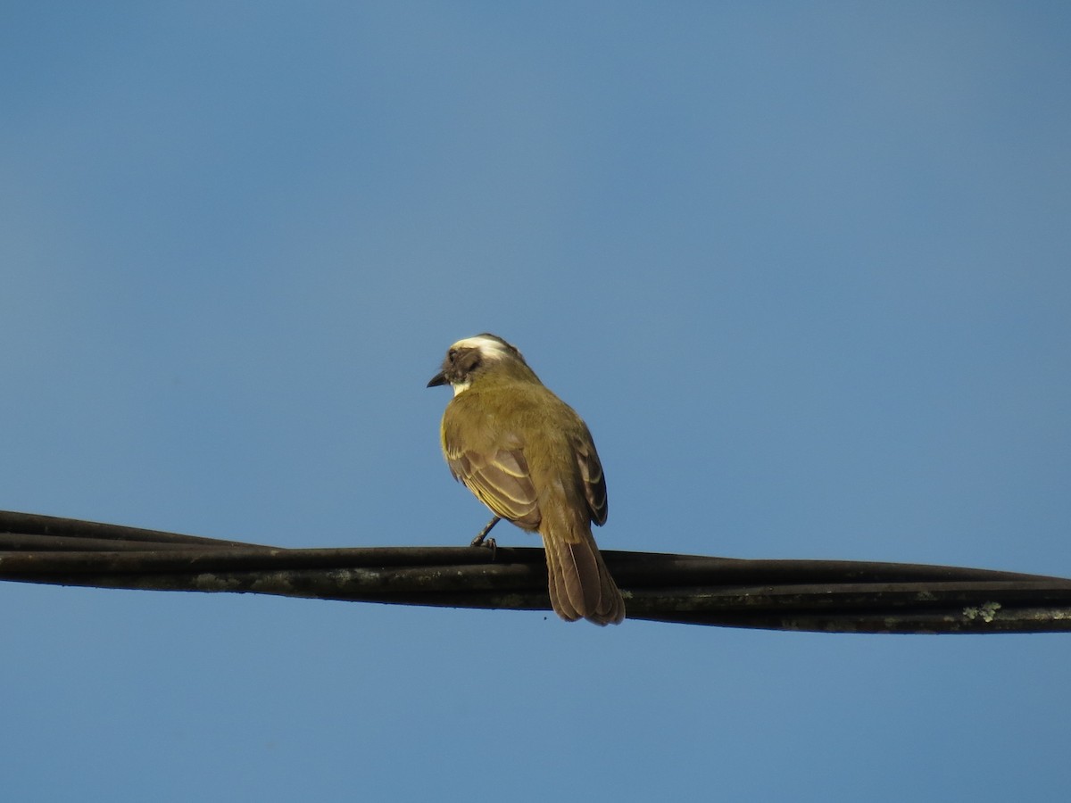 Social Flycatcher - ML624146436