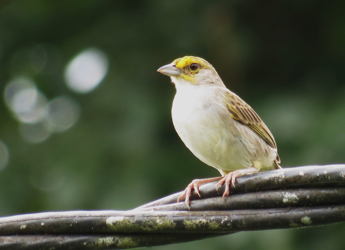 Yellow-browed Sparrow - ML624146439