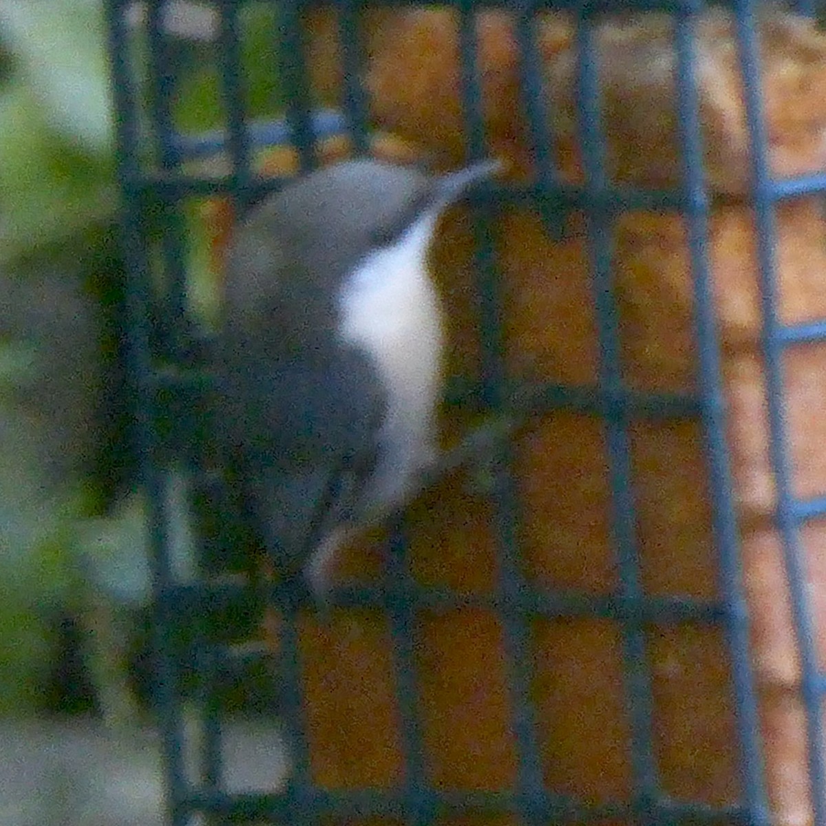 Pygmy Nuthatch - ML624146444