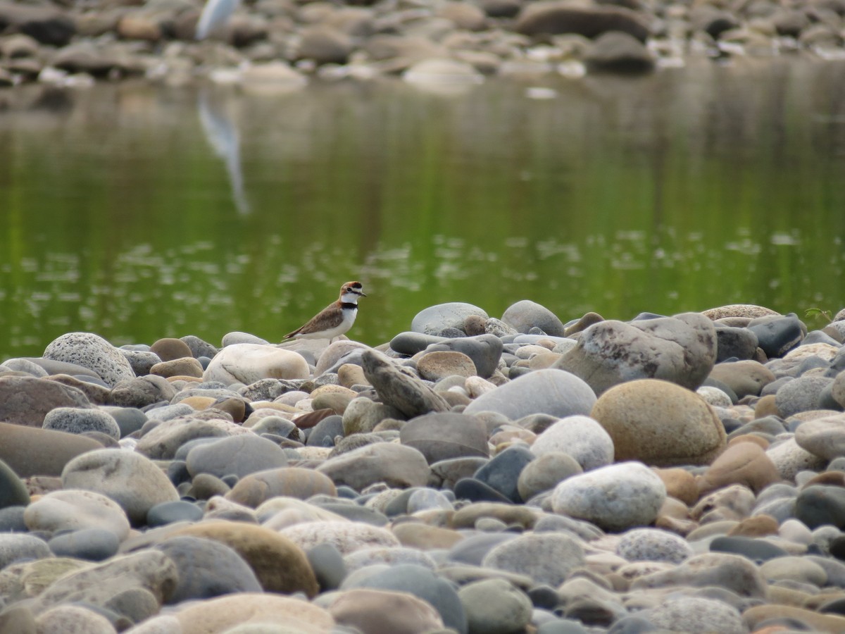 Collared Plover - ML624146446