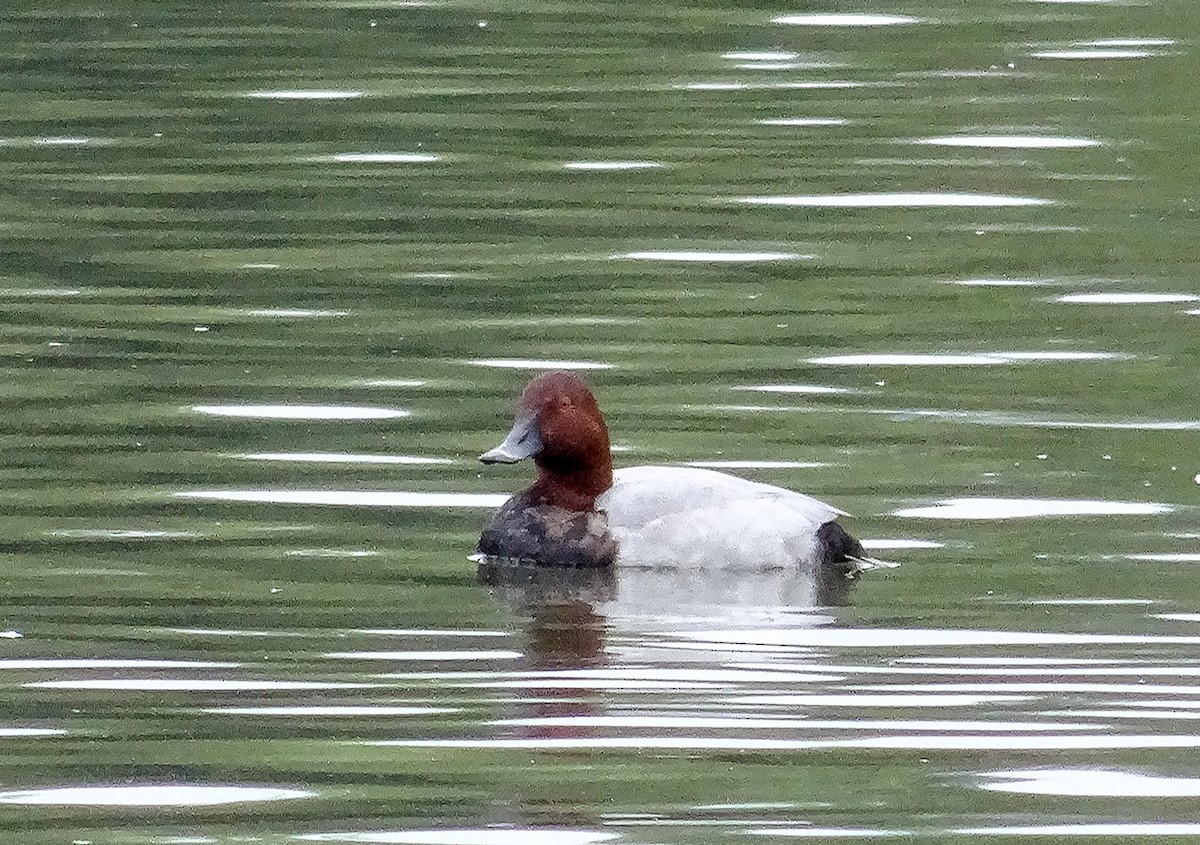 Common Pochard - Jürgen Voeckler